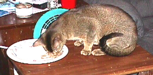 cleo eats from a plate